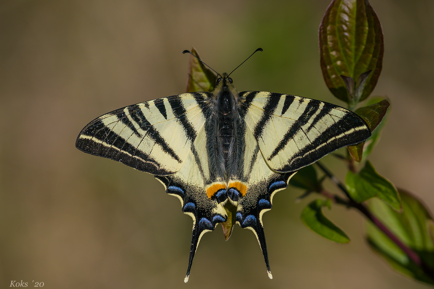 Iphiclides podalirius