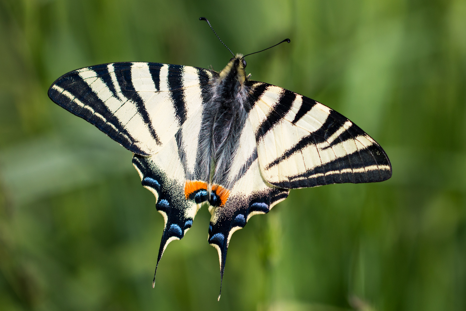 Iphiclides podalirius