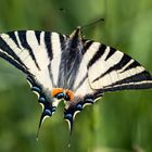 Iphiclides podalirius