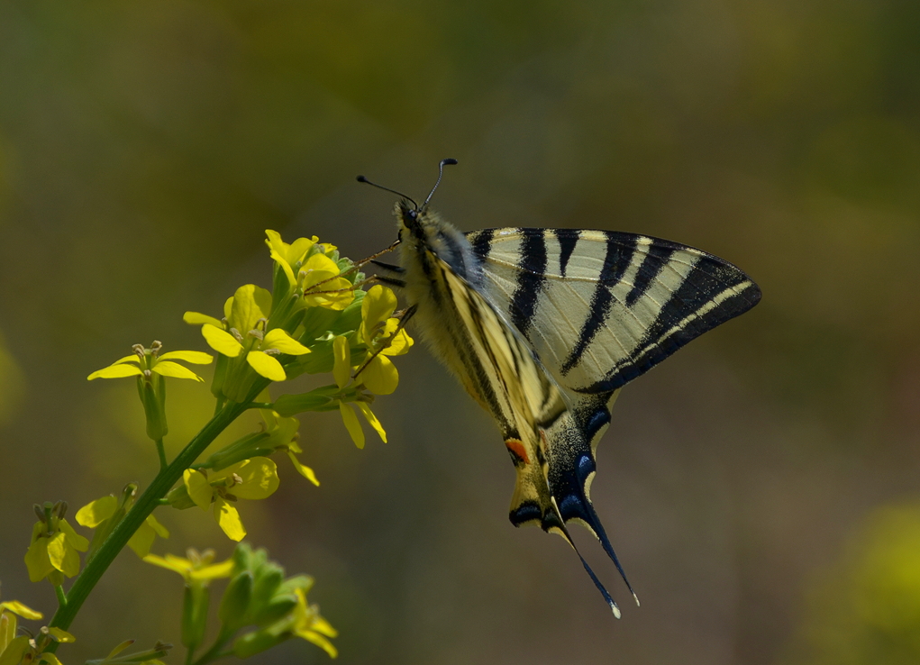 Iphiclides podalirius