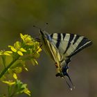 Iphiclides podalirius