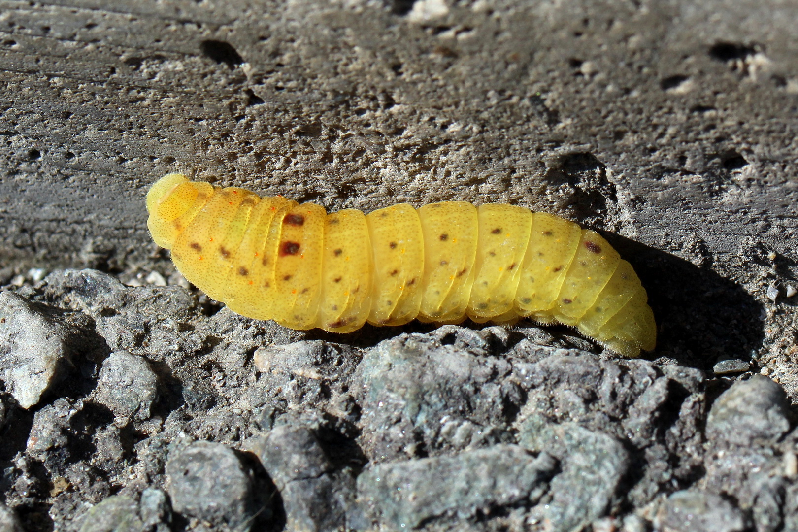 Iphiclides podalirius