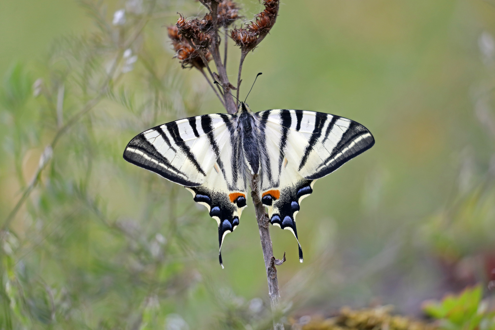 Iphiclides podalirius