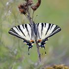 Iphiclides podalirius