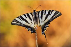 Iphiclides podalirius