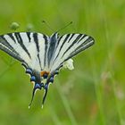 Iphiclides podalirius