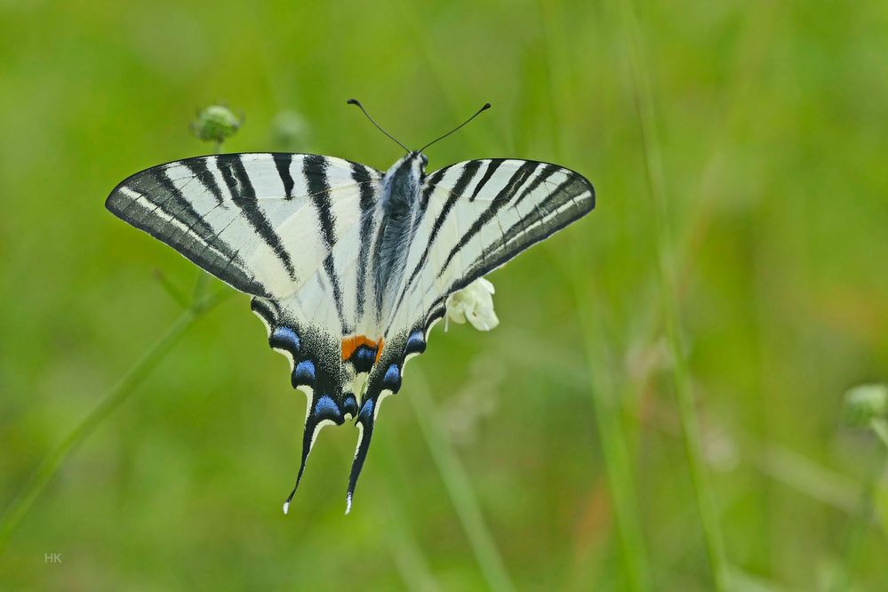 Iphiclides podalirius