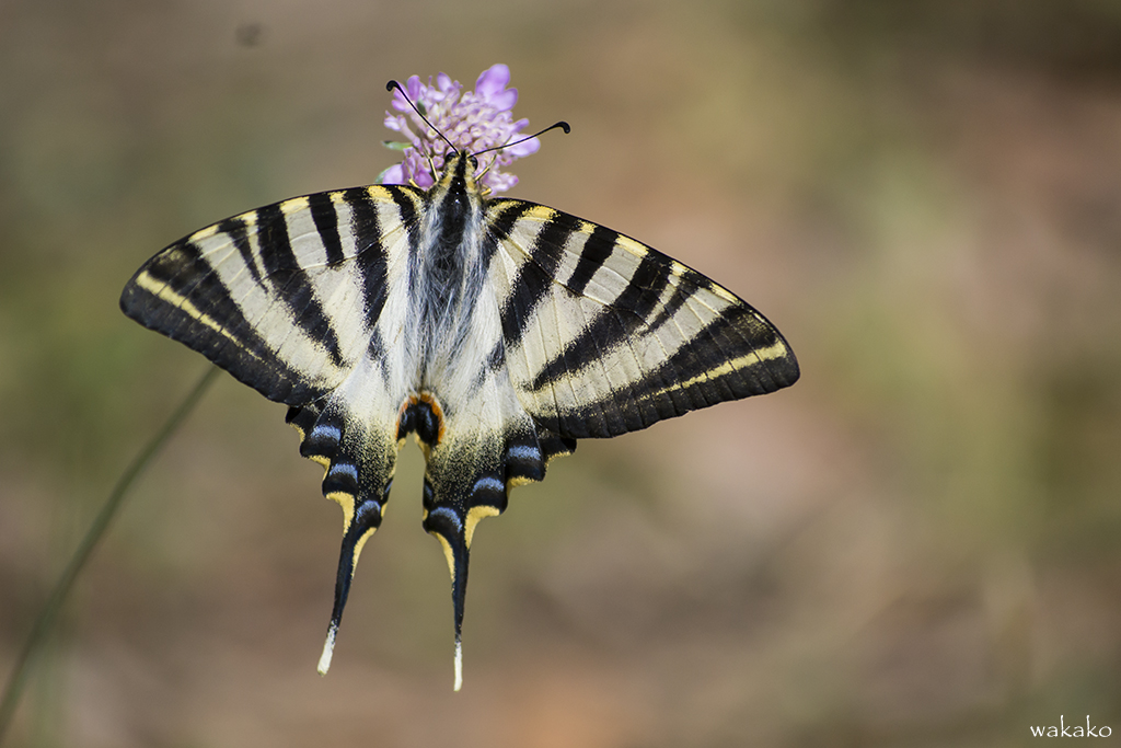 Iphiclides podalirius. (Chupaleche)