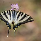 Iphiclides podalirius. (Chupaleche)