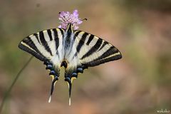 Iphiclides podalirius. (Chupaleche)