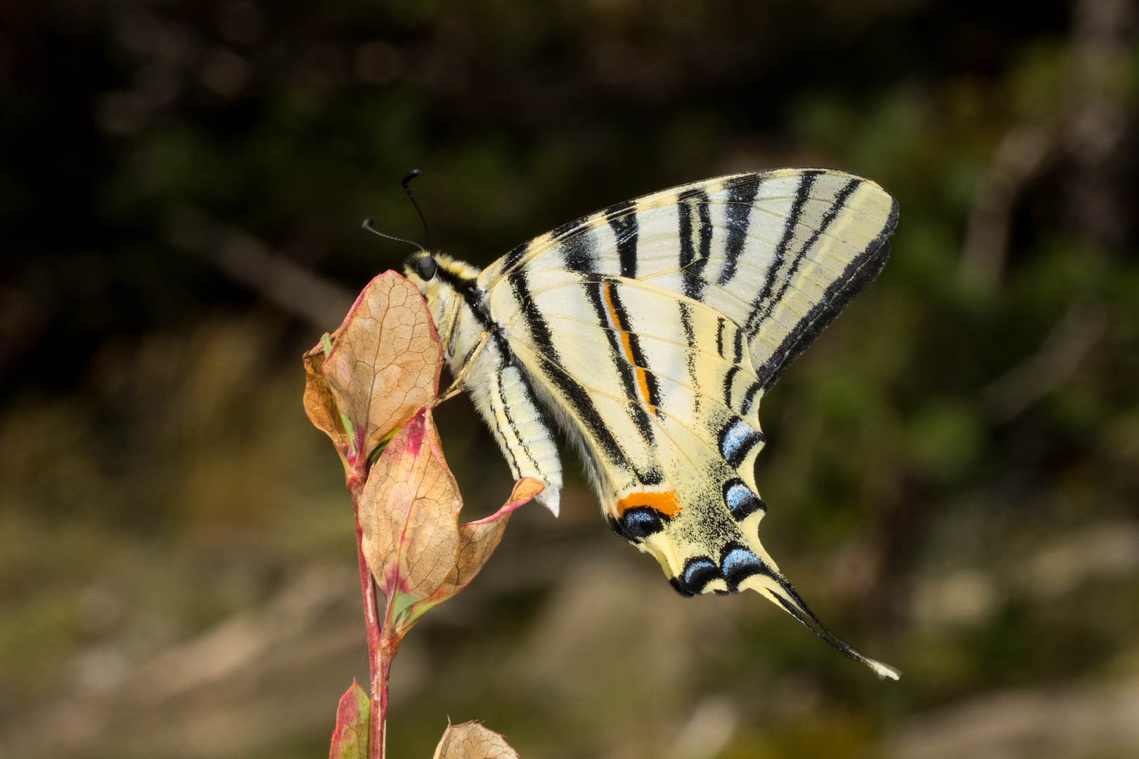 Iphiclides podalirius