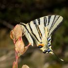 Iphiclides podalirius