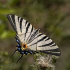 Iphiclides podalirius