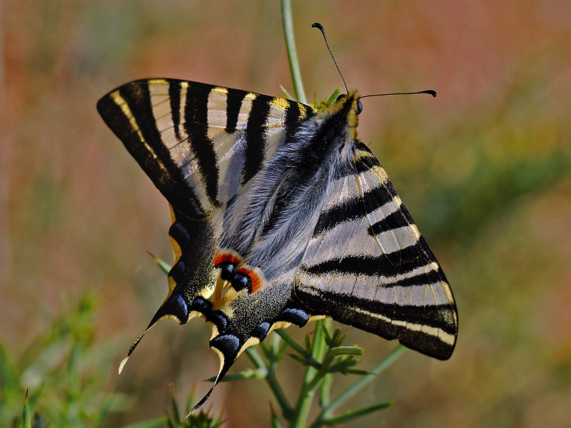 Iphiclides podalirius