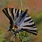 Iphiclides podalirius