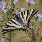 Iphiclides Podalirius