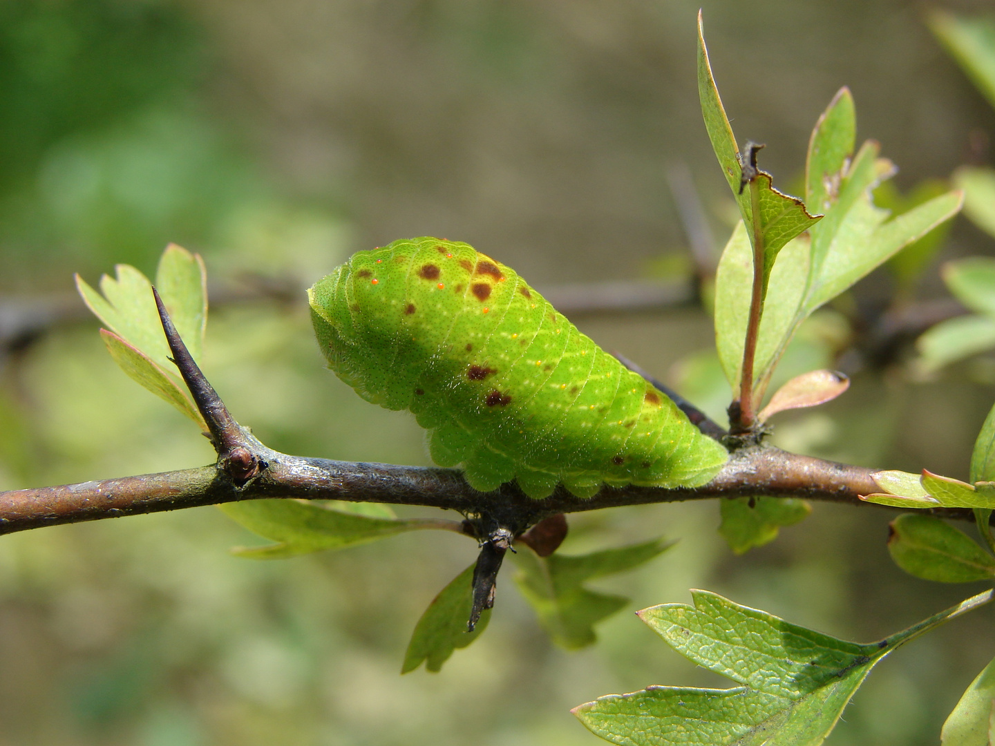 Iphiclides podalirius