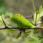 Iphiclides podalirius