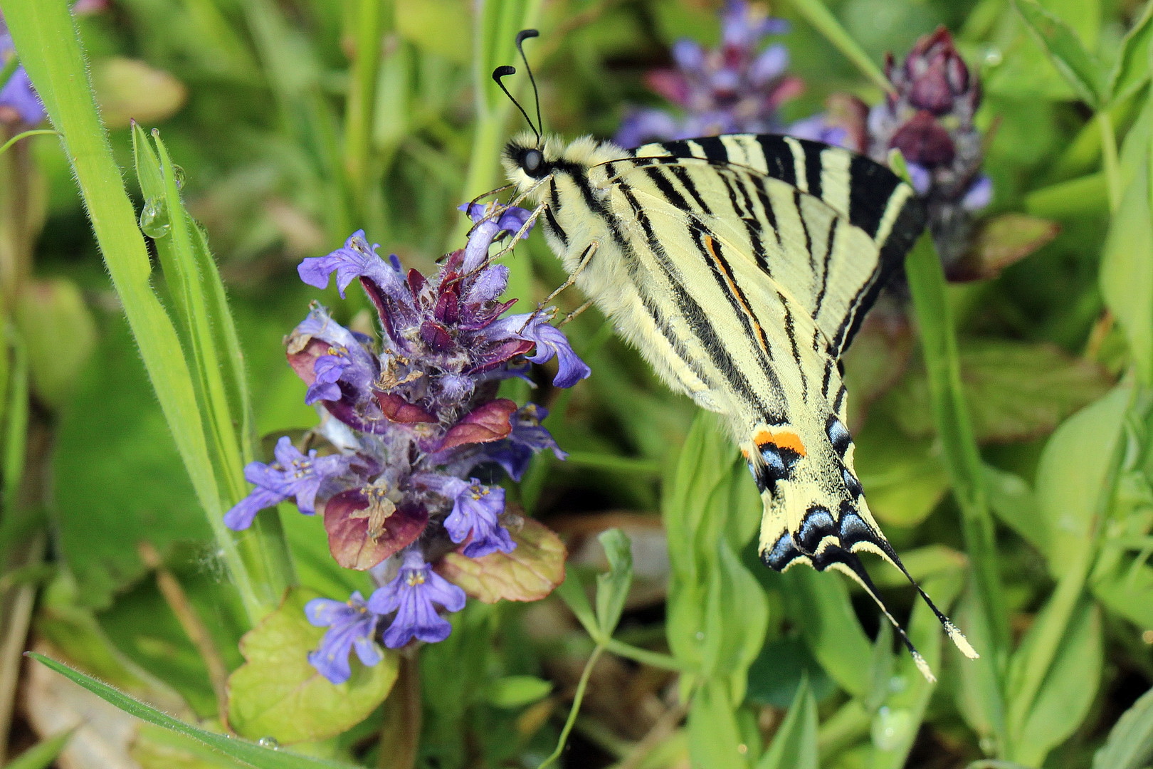 Iphiclides podalirius