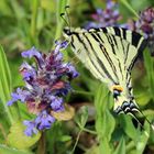 Iphiclides podalirius