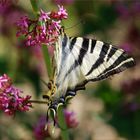 Iphiclides Podalirius I