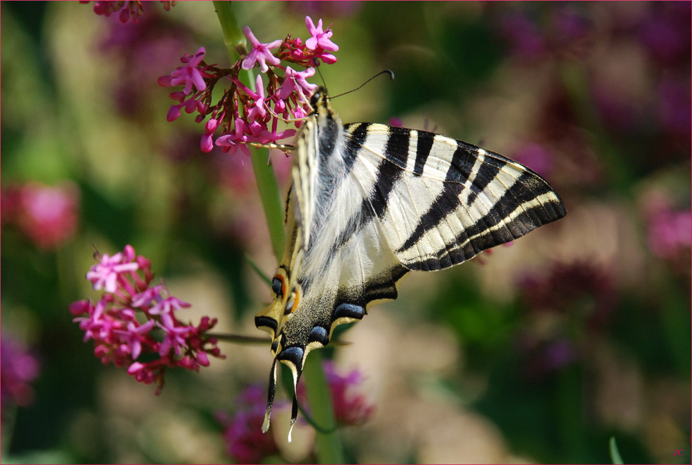 Iphiclides Podalirius I