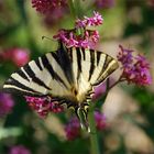 Iphiclides Podalirius II