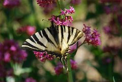 Iphiclides Podalirius II