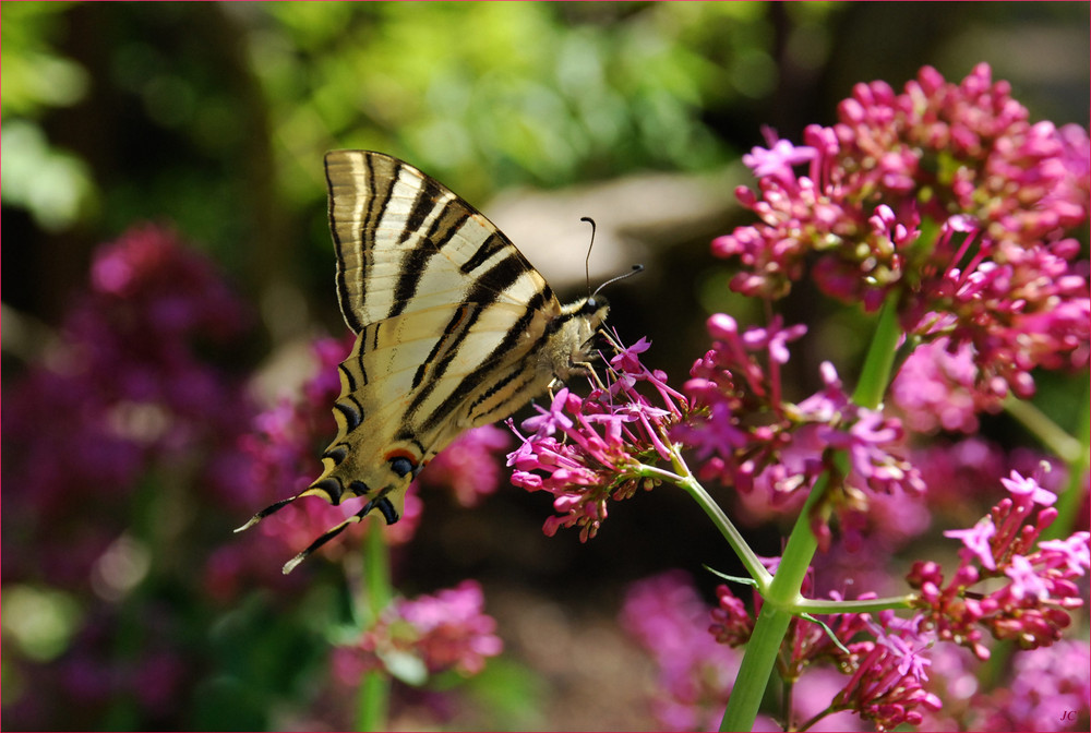 Iphiclides Podalirius III