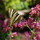 Iphiclides Podalirius III