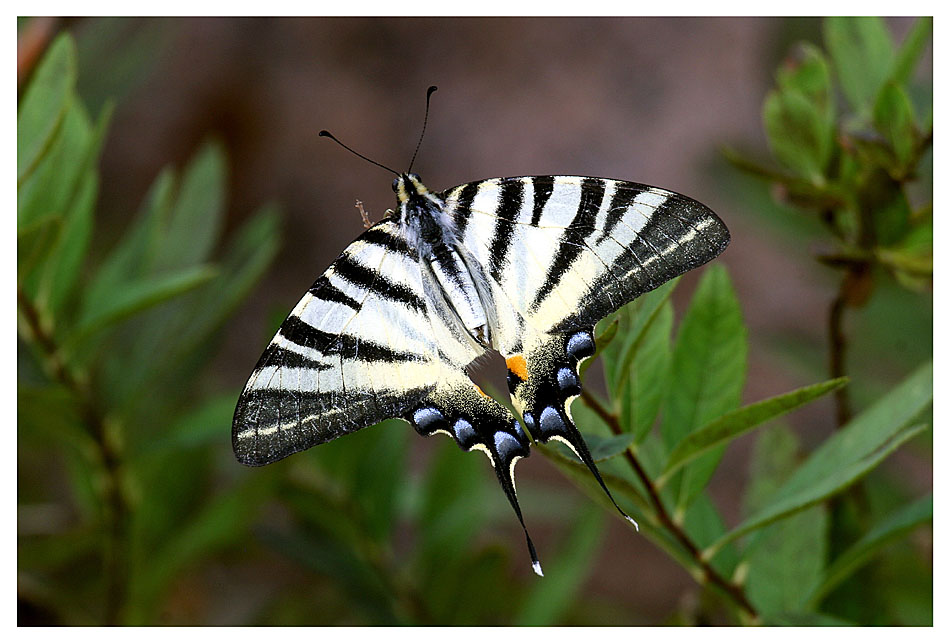 Iphiclides podalirius saxonia