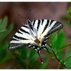 Iphiclides podalirius saxonia