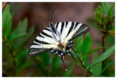 Iphiclides podalirius saxonia