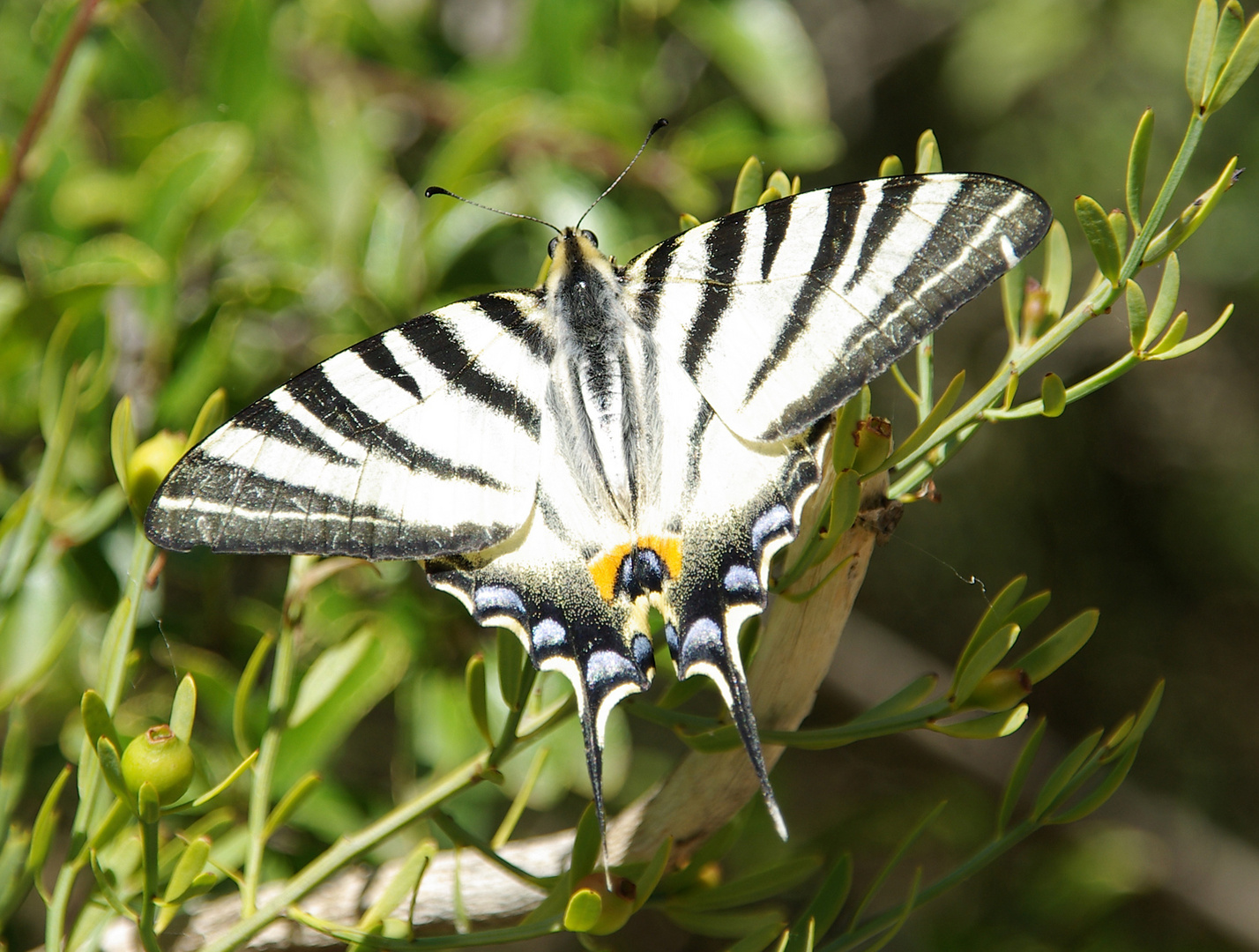 Iphiclides podalirius - Segelfalter