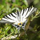 Iphiclides podalirius - Segelfalter