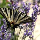 Iphiclides podalirius - Segelfalter