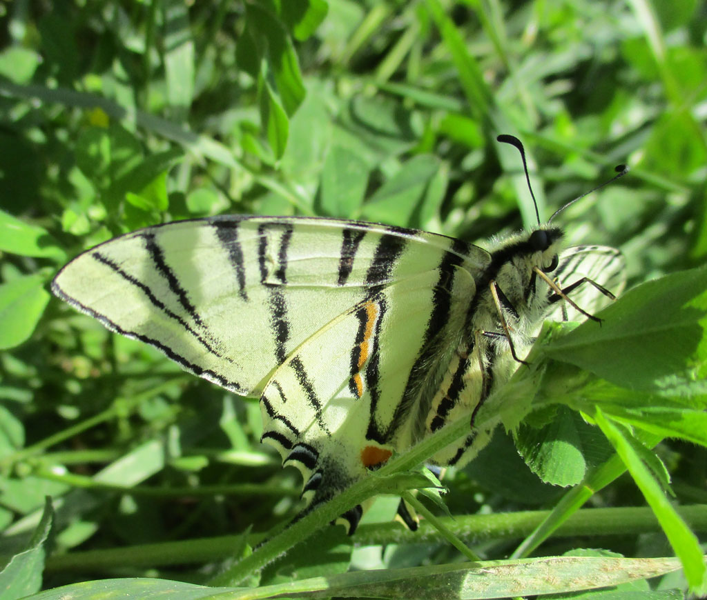 Iphiclides podalirius-  Segelfalter 