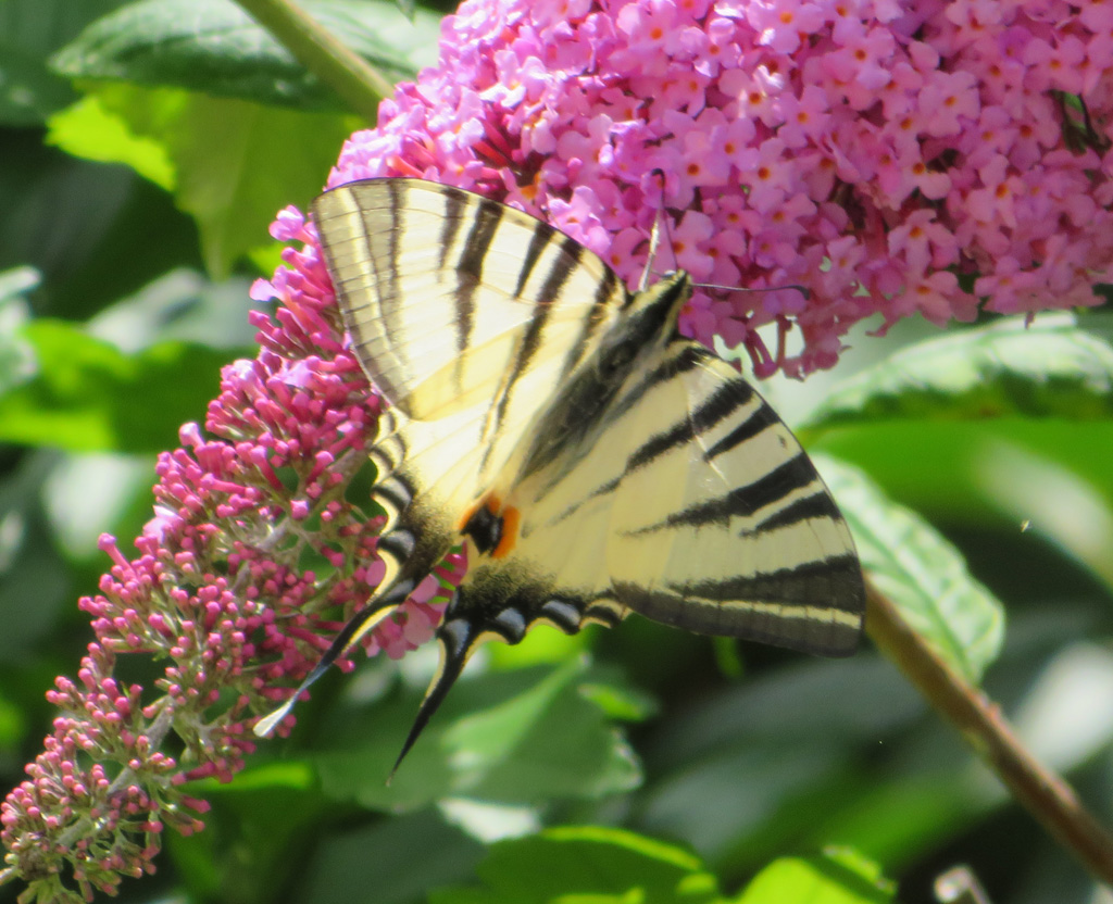 Iphiclides podalirius- Segelfalter 