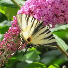 Iphiclides podalirius- Segelfalter 