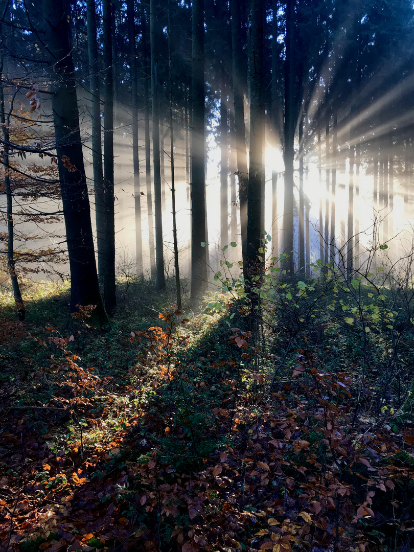 iPhone Foto Odenwald Sonnenaufgang