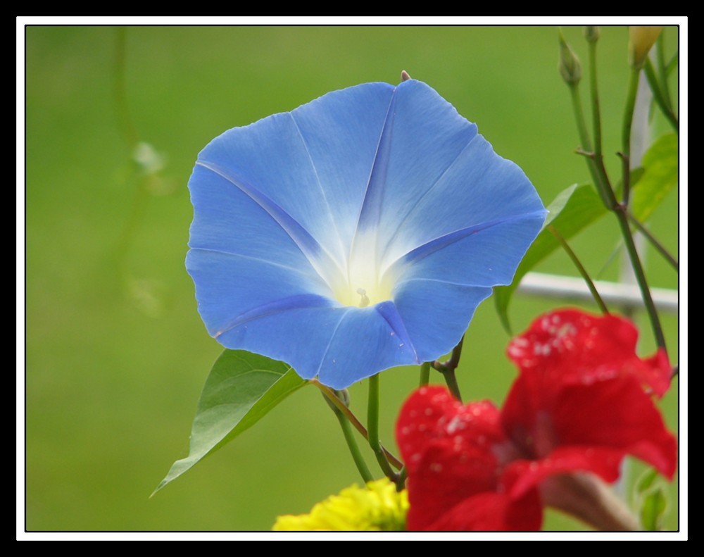 ipomée bleue