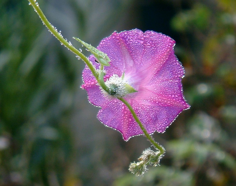 ipomée sous la pluie