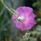 ipomée sous la pluie