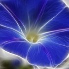 Ipomoea