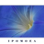 Ipomoea