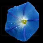 Ipomoea