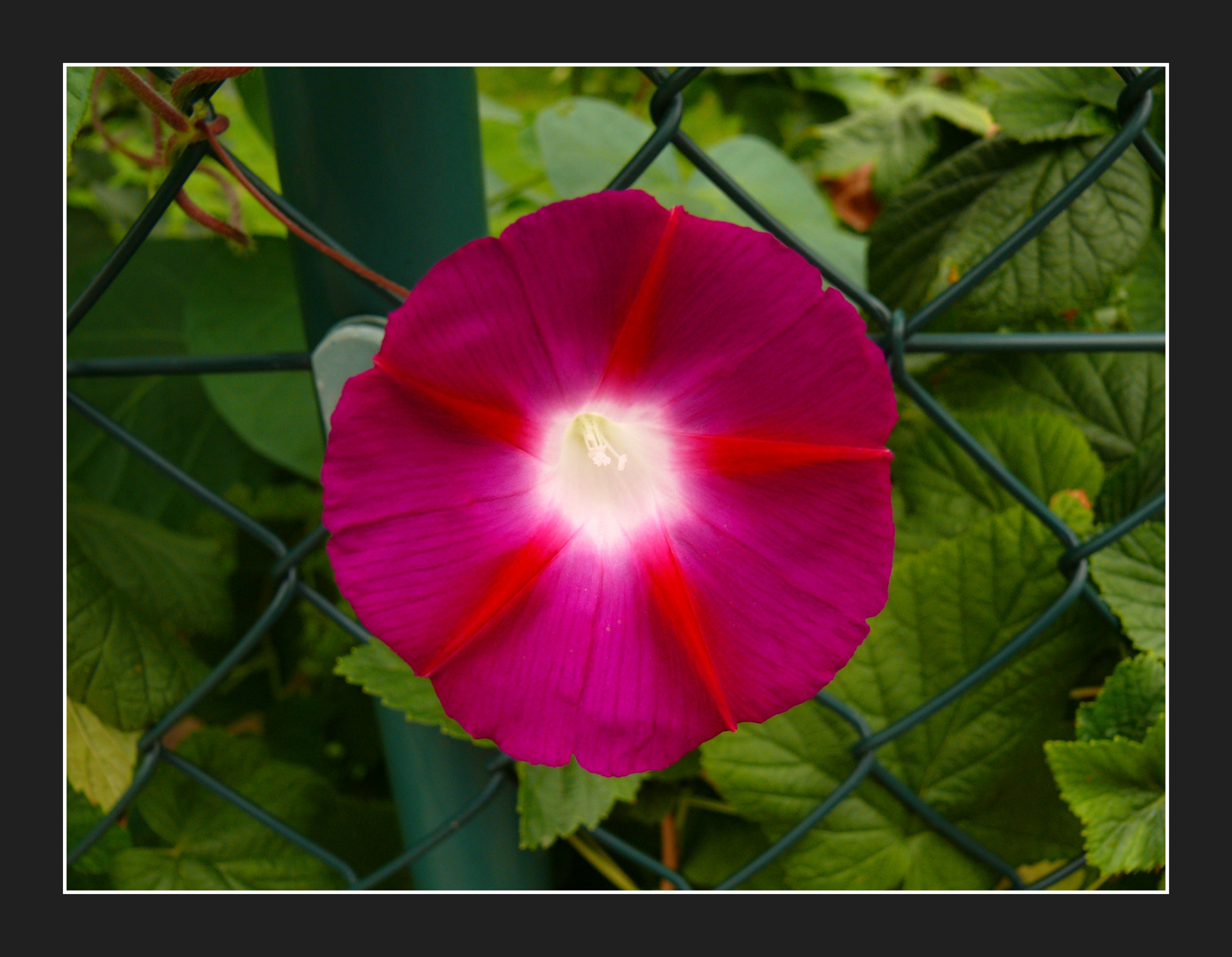 :Ipomoea batatoides