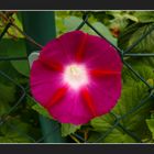 :Ipomoea batatoides