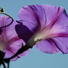 Ipomoea