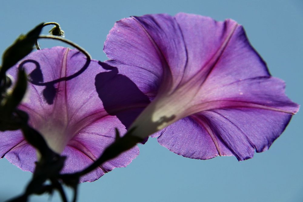 Ipomoea